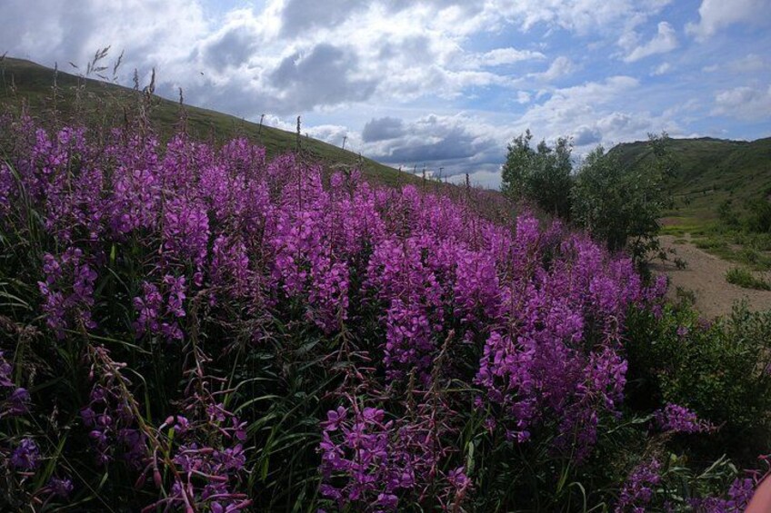 Fireweed 1