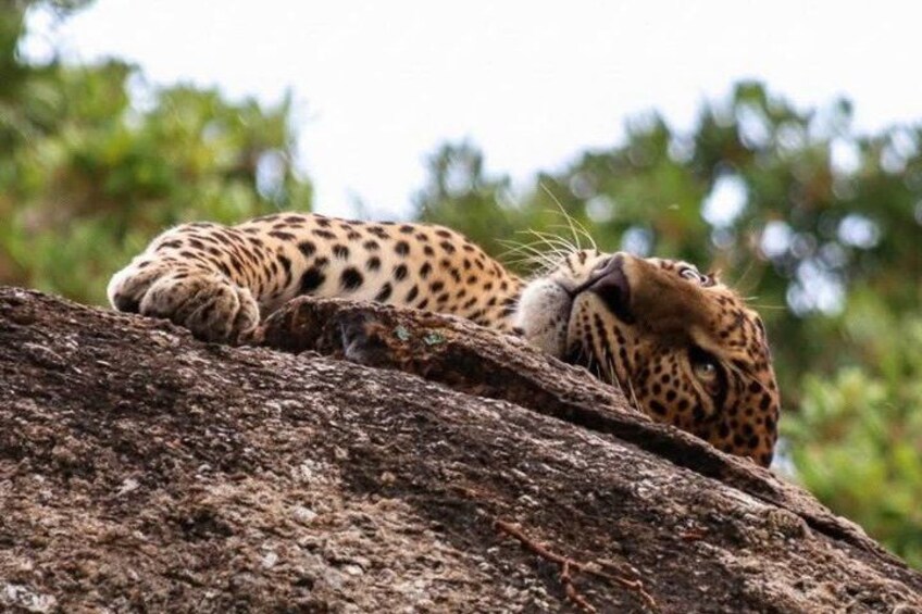 Full day / Half Day WildlifeAdventure in Yala-National-Park 2