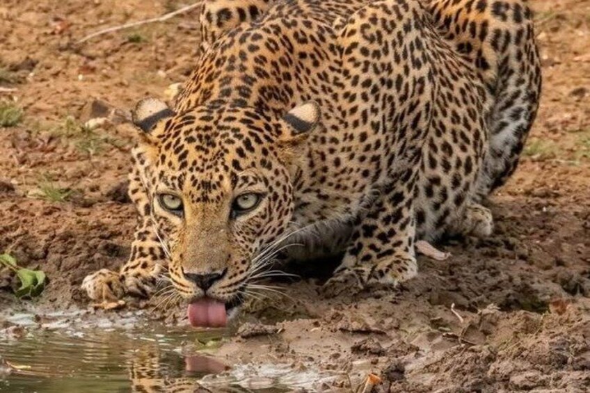 Full day / Half Day WildlifeAdventure in Yala-National-Park 5