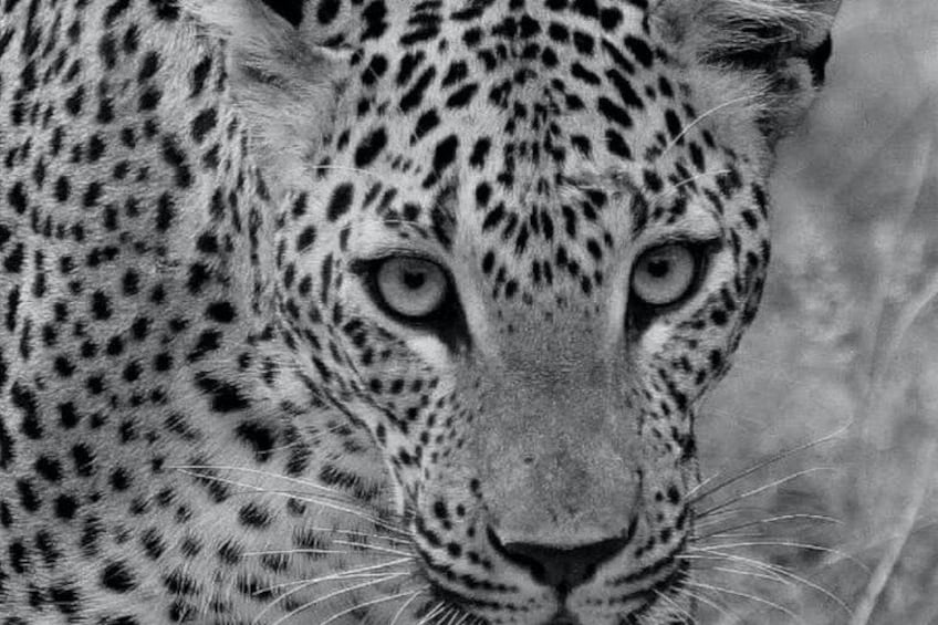 A leopard's face with distinctive spots and a focused gaze. 4