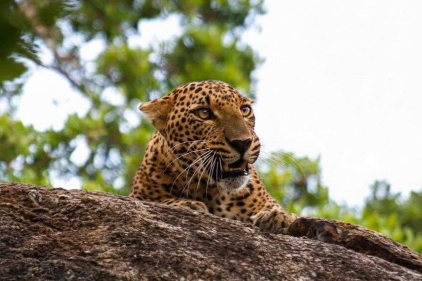Full day / Half Day WildlifeAdventure in Yala-National-Park 3