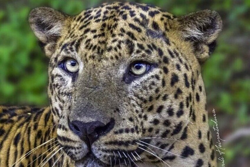 Full day / Half Day WildlifeAdventure in Yala-National-Park 1