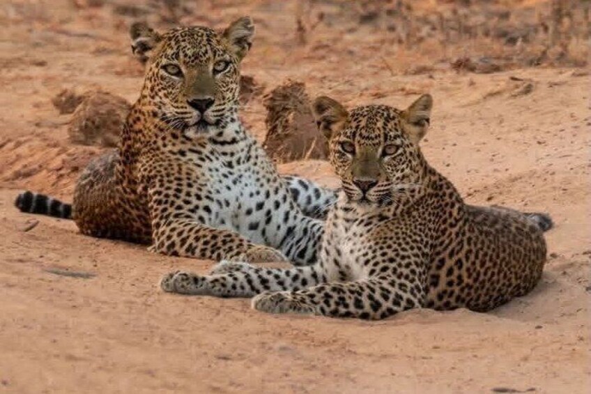 Full day / Half Day WildlifeAdventure in Yala-National-Park 1