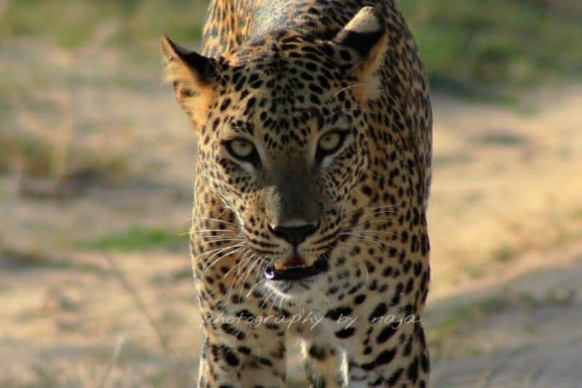 A leopard with a spotted coat and a focused gaze. 5