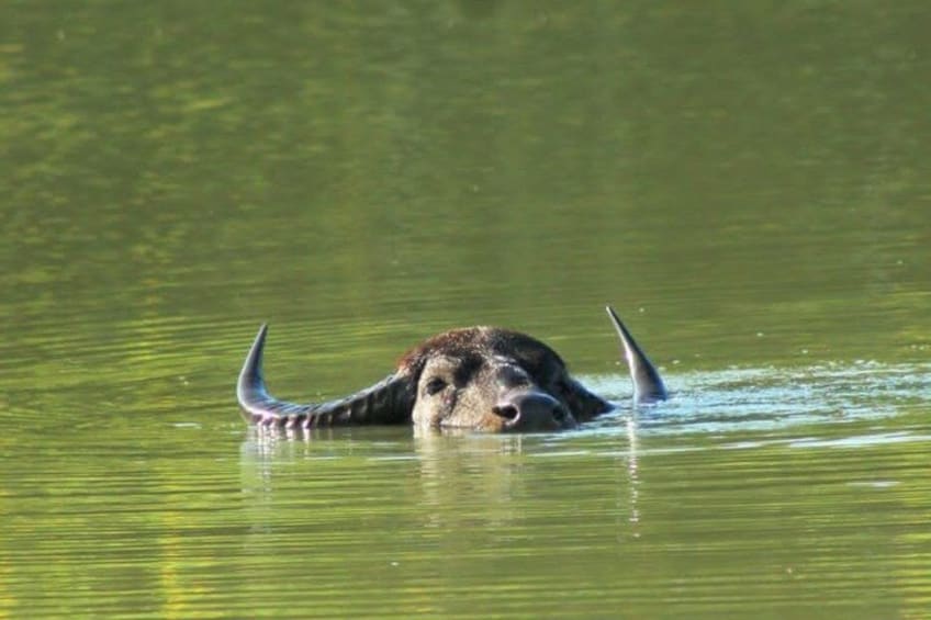A water buffalo partially submerged in water. 3