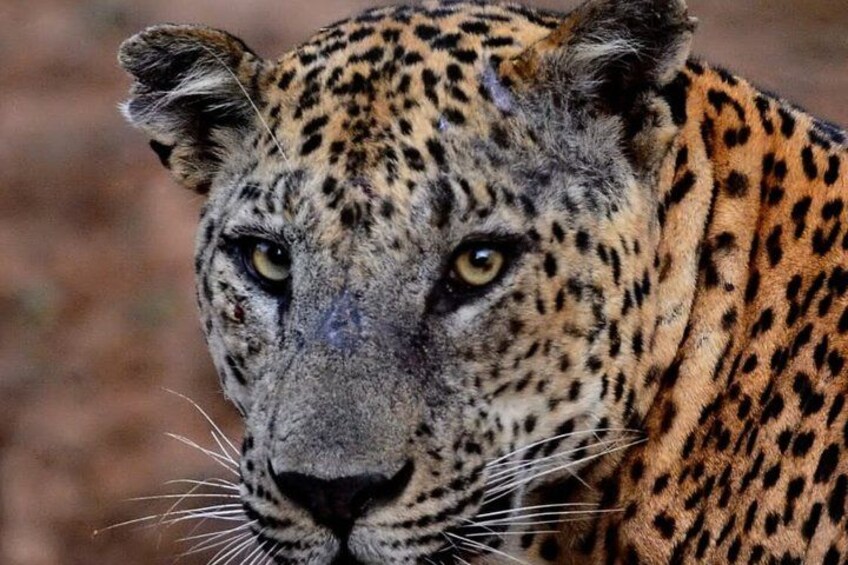 A close-up of a leopard's face with distinct spots and a focused gaze. 2