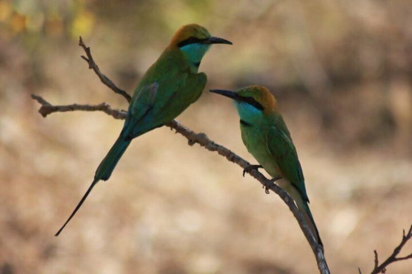 Full day / Half Day WildlifeAdventure in Yala-National-Park 2