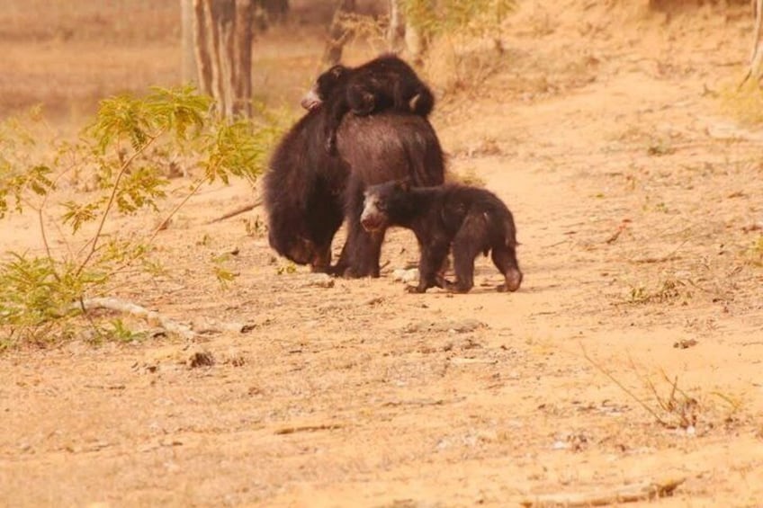 Full day / Half Day WildlifeAdventure in Yala-National-Park 2