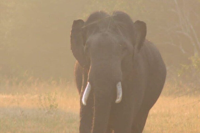 Full day / Half Day WildlifeAdventure in Yala-National-Park 3