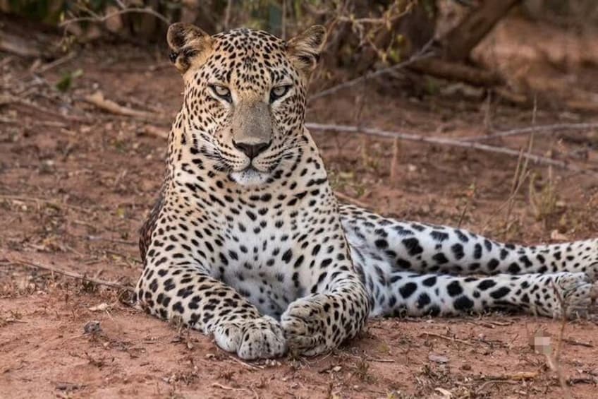 Full day / Half Day WildlifeAdventure in Yala-National-Park 3