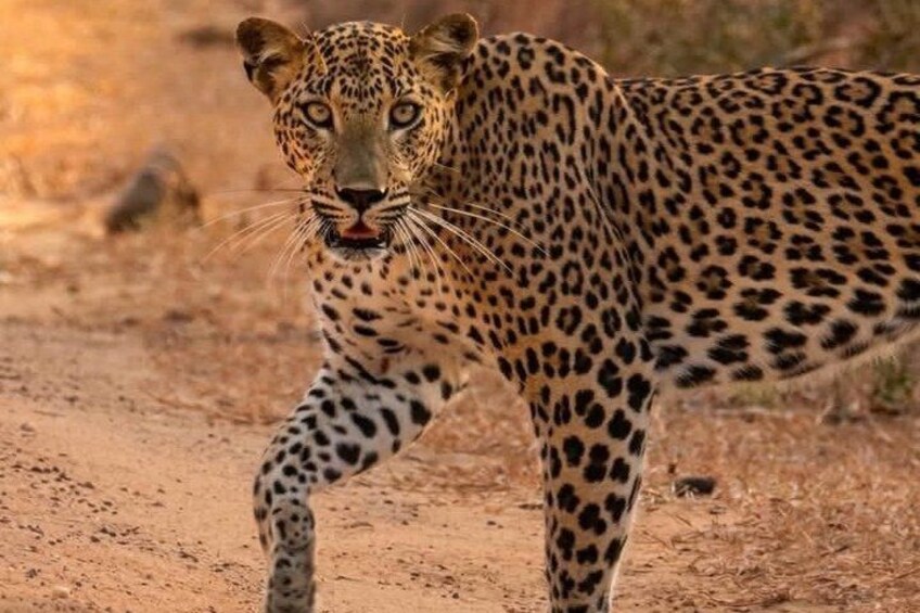 Full day / Half Day WildlifeAdventure in Yala-National-Park 4