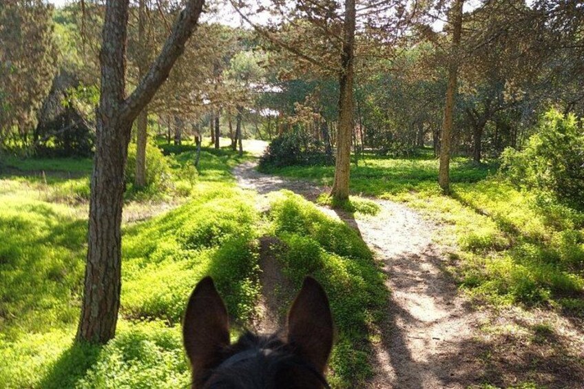 Algarve - Exclusive horseriding in Portimao (no experience required) 2