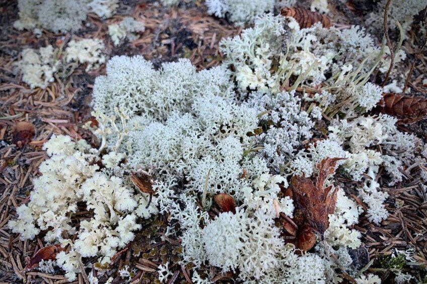 A forest floor covered with white lichen and pine needles. 4