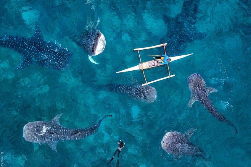 Oslob Whaleshark & Kawasan Falls Tour with lunch & transfer 4