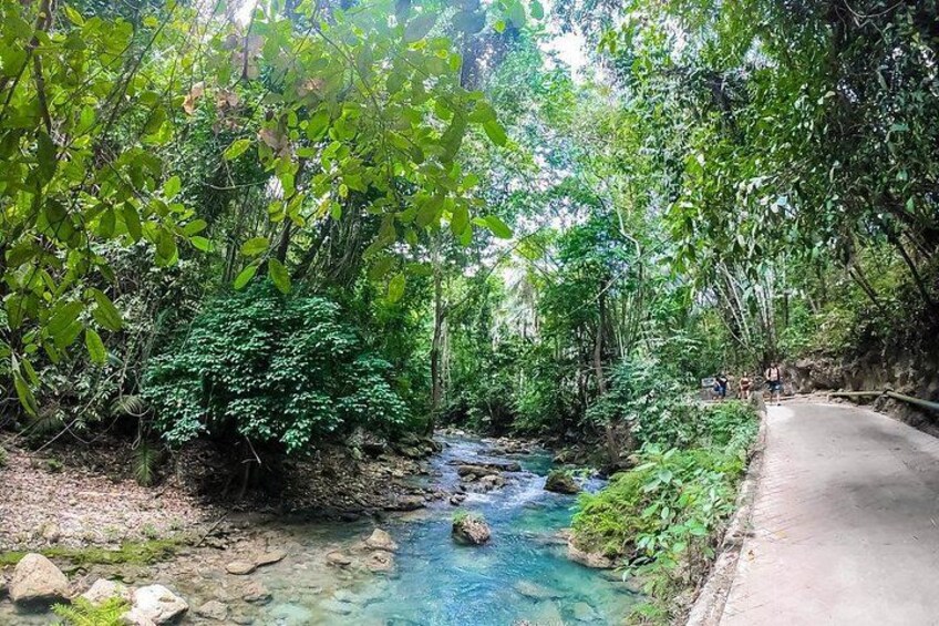 Oslob Whaleshark & Kawasan Falls Tour with lunch & transfer 5