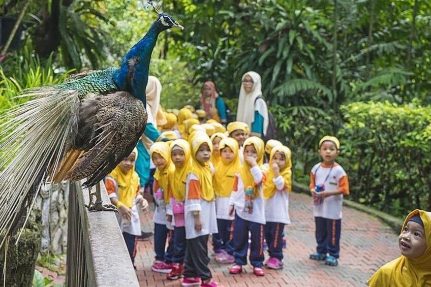 Ein Pfau mit auffächerartigem Schwanz, eine Gruppe von Kindern in gelb-weißer Kleidung und eine Frau mit weißem Kopftuch. 2
