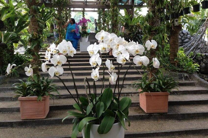 Eine Treppe, umgeben von weißen Orchideen, mit einer Person in blauer Kleidung im Hintergrund. 3