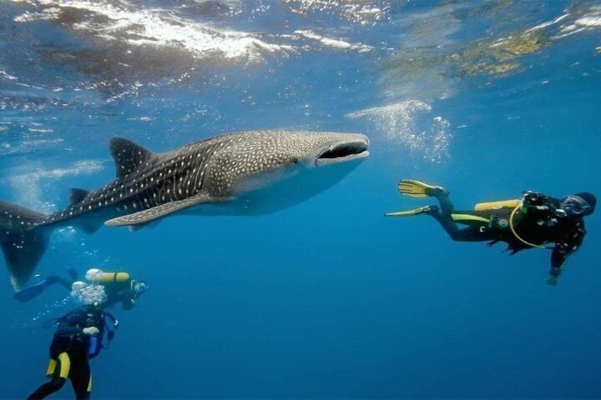 Whale Shark Watching 2