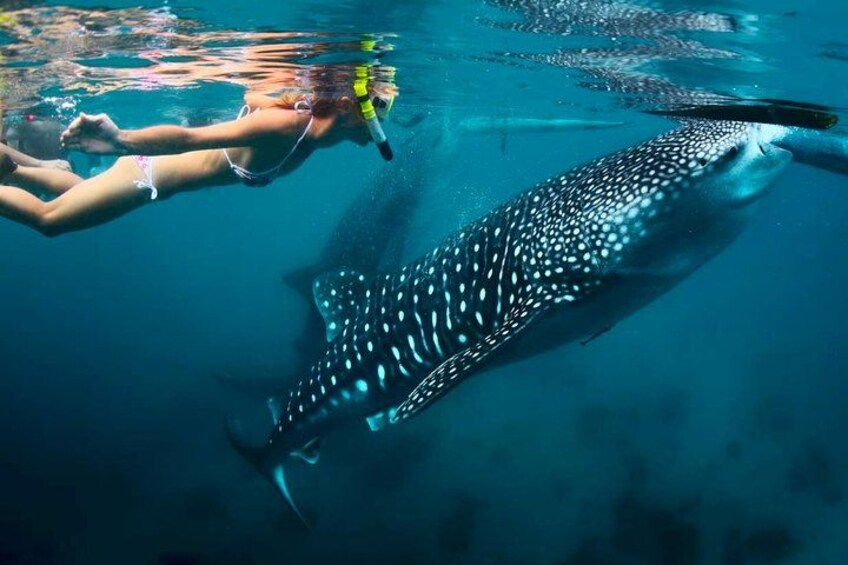 Whale Shark Watching 4