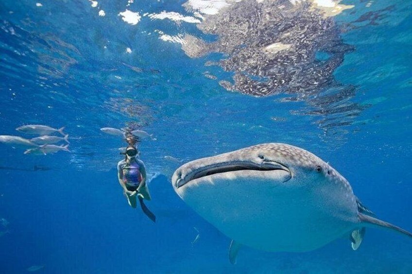Whale Shark Watching 5