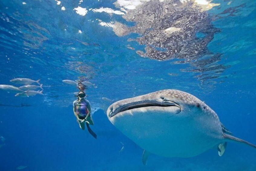 Whale Shark Watching 3