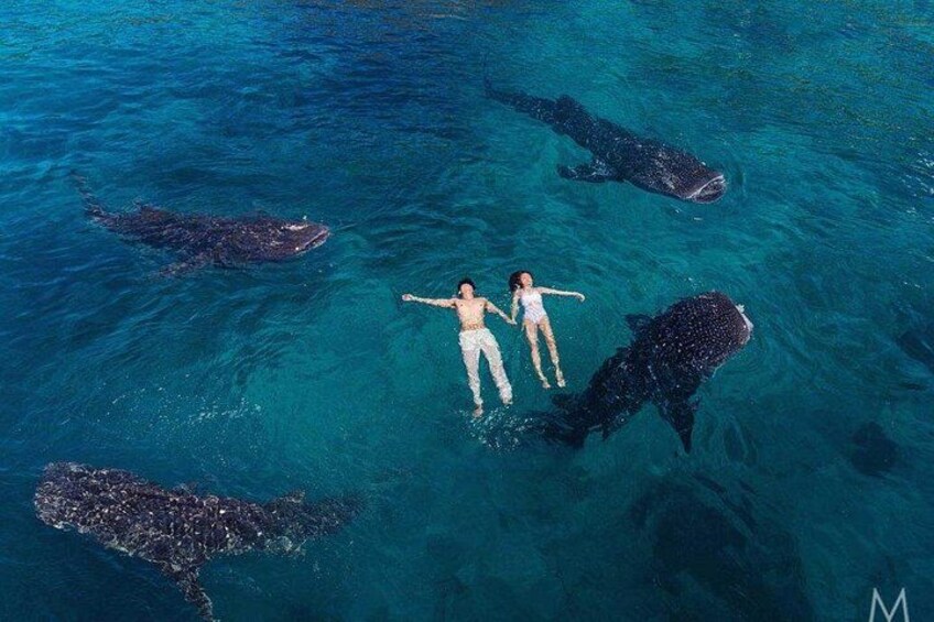 Whale Shark Watching and Sumilon Sandbar Private Tour Package 2