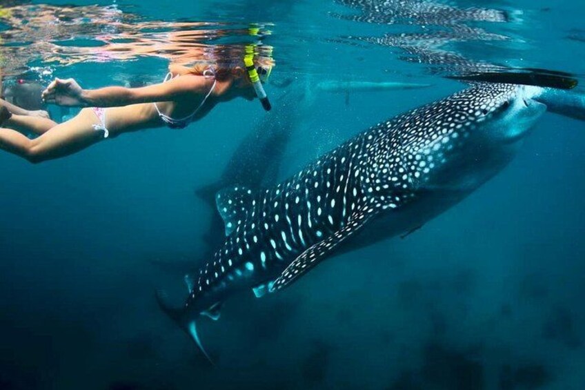 Whale Shark Watching 2