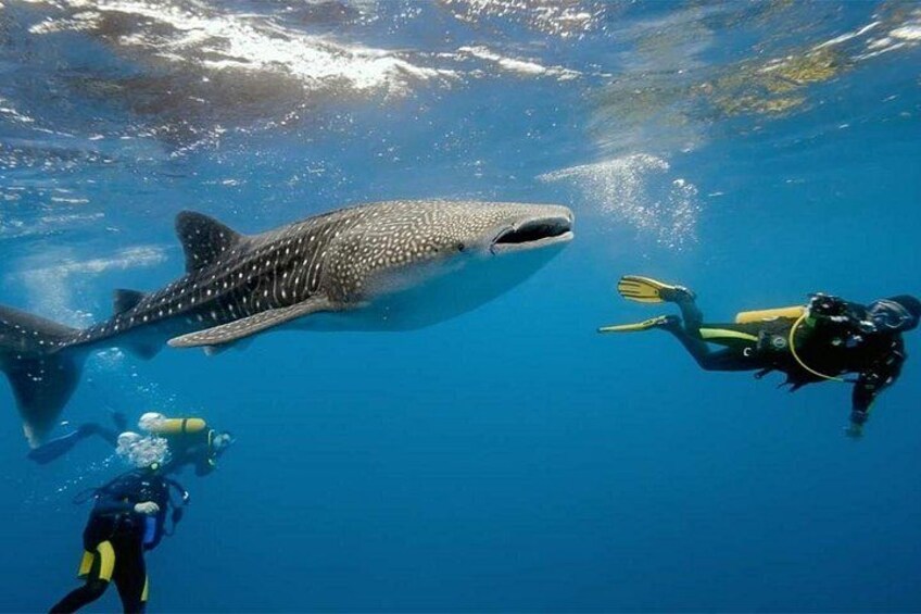 Oslob Whale Shark & Tumalog Falls & Kawasan Falls Canyoneering 2