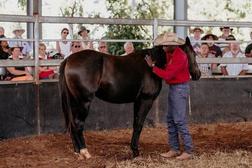 Real horse starting demonstration with a young horse