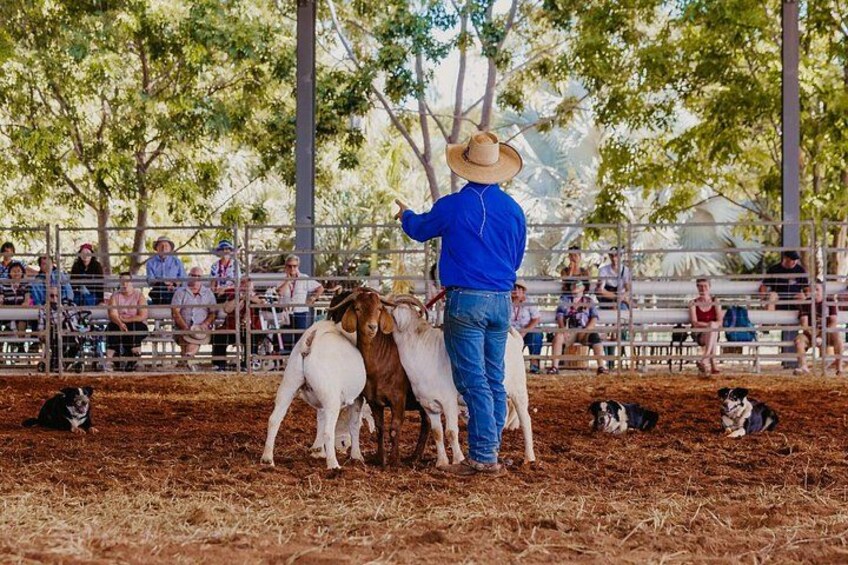 A person in a blue shirt and hat interacting with goats in a fenced area with spectators. 4
