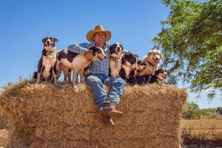 A person sitting on a hay bale surrounded by dogs. 1
