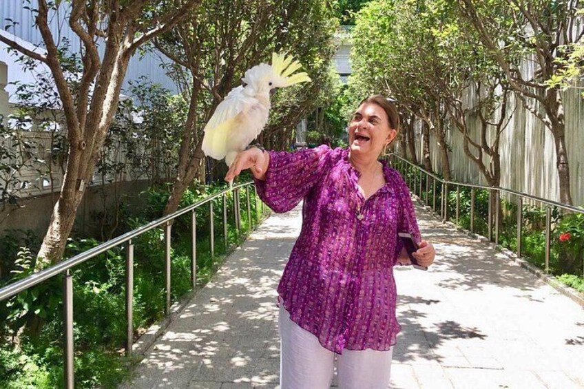 A person in a purple shirt holding a white bird on a leash, walking on a paved path with trees and a fence in the background. 2