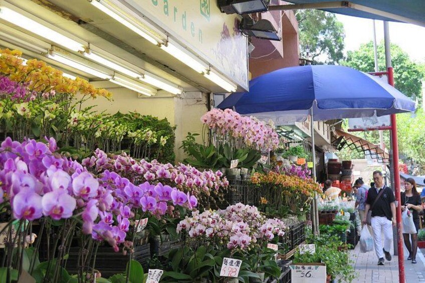 A flower market with various orchids and plants under a blue canopy. 5