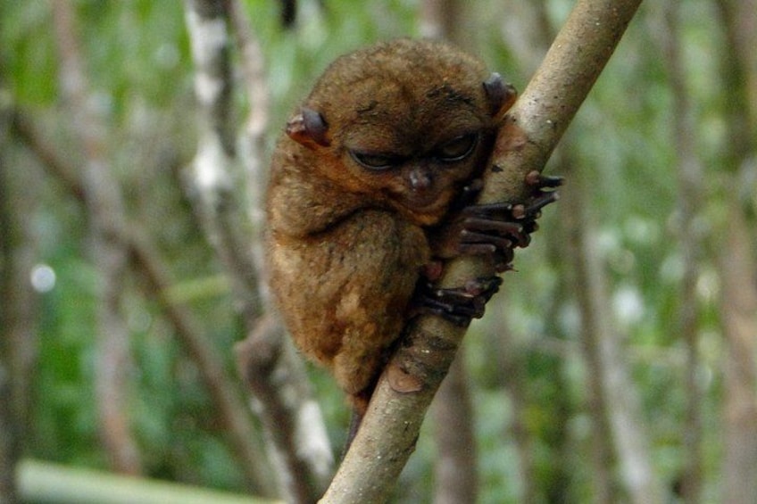 A small brown animal with large eyes perched on a tree branch. 1