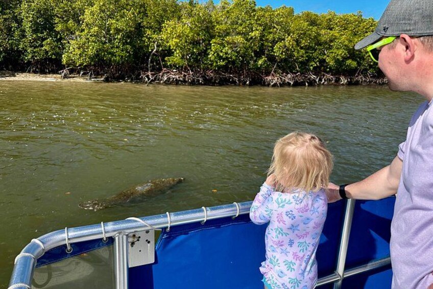 Dolphin Watch Eco Shelling Cruise to Keewaydin Island 1