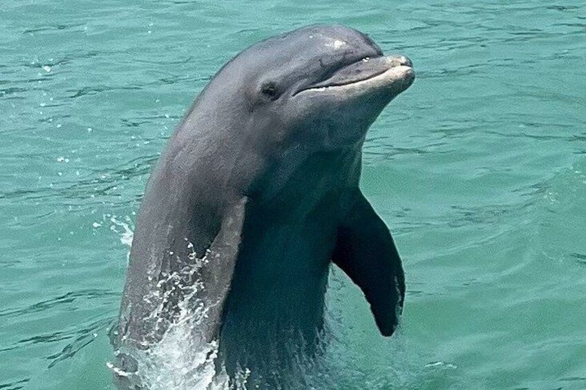 A dolphin in the water. 1