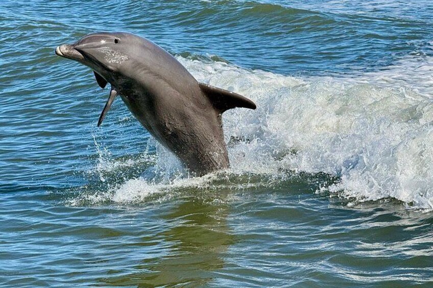 Dolphin Watch Eco Shelling Cruise to Keewaydin Island 3