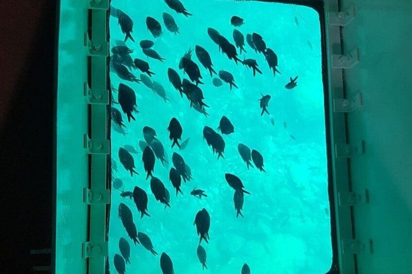 Underwater sightings panes 3