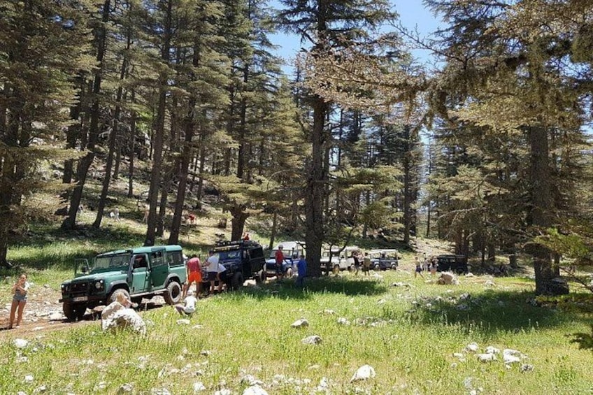 A forested area with vehicles and people. 2