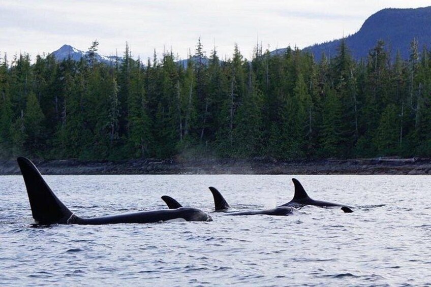 We always encourage bringing a good camera (with good zoom capabilities) on tour for a chance encounter with wildlife like this pod of Orcas 4