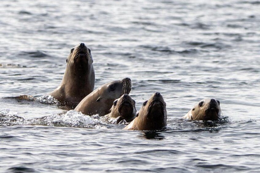 Friendly Steller Sea Lions aren't shy about checking out the boat 2
