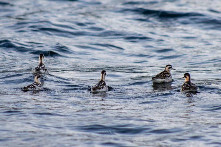 Red-necked phalaropes and other migratory birds can be seen on the Alaska Ocean Wilderness Expedition 3