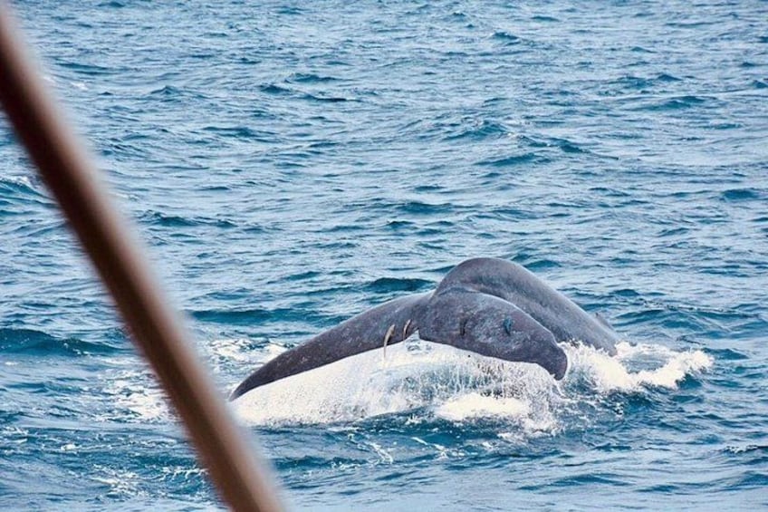 Een walvis springt uit het water. 2