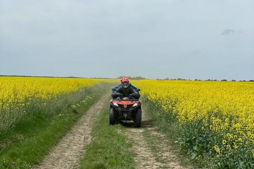 Una persona conduce un vehículo todo terreno por un sendero de tierra entre un campo de flores amarillas. 5