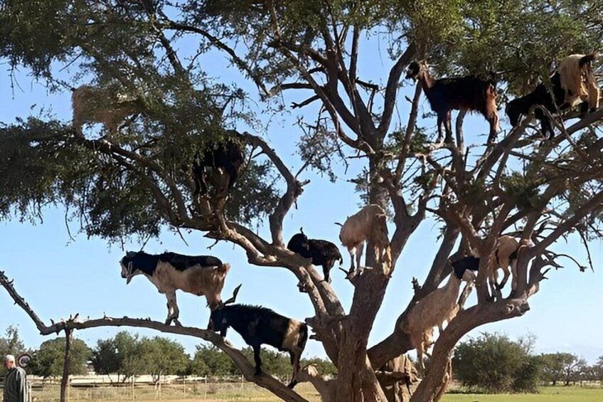 Sunrise Goats in Argan Trees & Agadir Souk Tour 4