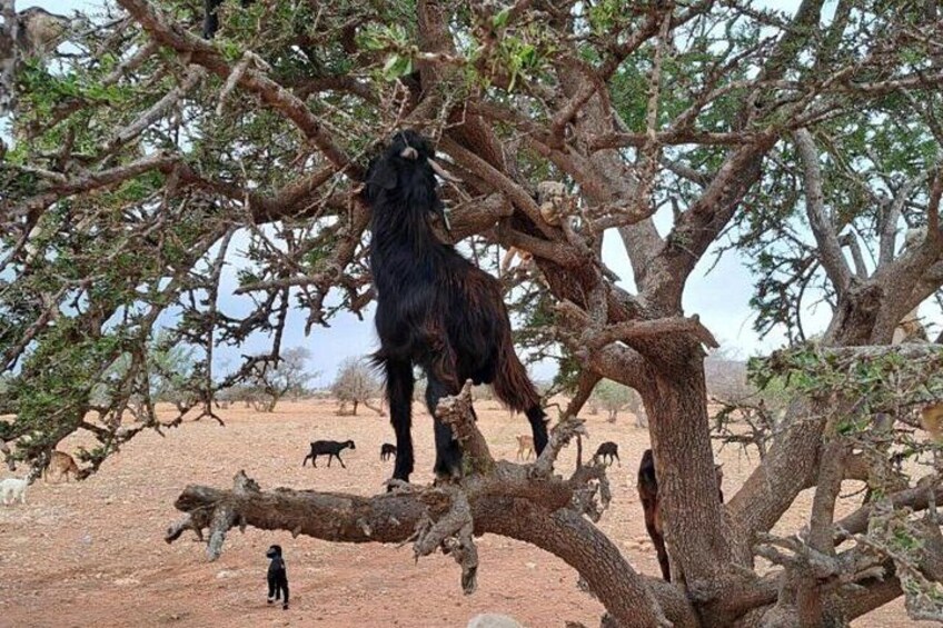 Sunrise Goats in Argan Trees & Agadir Souk Tour 5