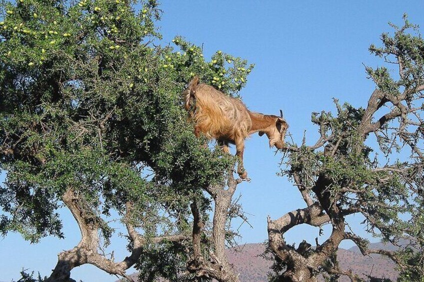 Sunrise Goats in Argan Trees & Agadir Souk Tour 1