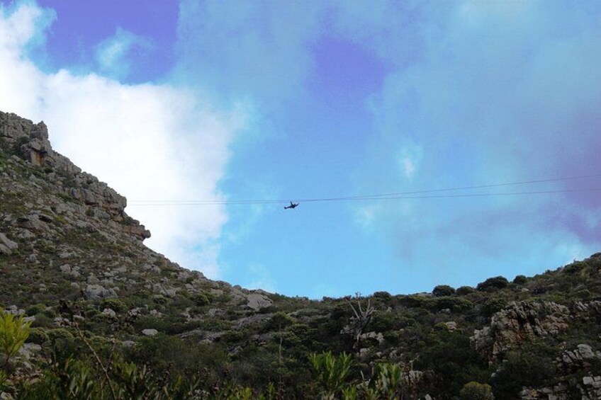 Zipline Cape Town - From Foot of Table Mountain Reserve 4