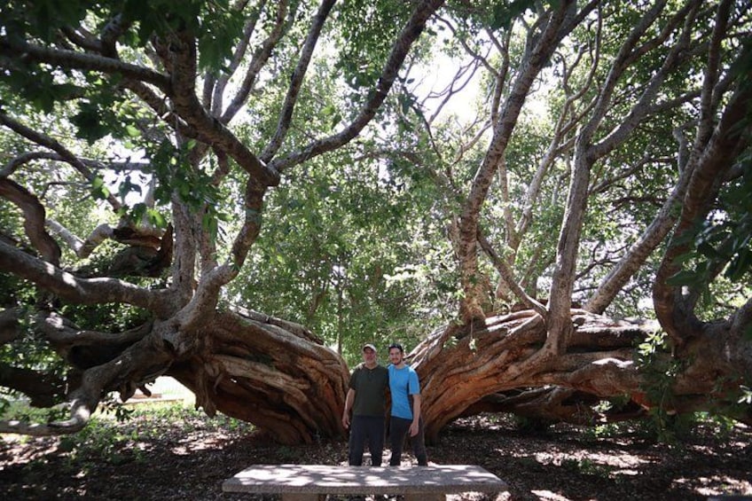 A person standing under a large tree with extensive roots. 2