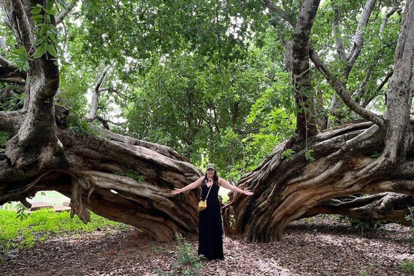 A person standing under a large tree with extensive roots. 1